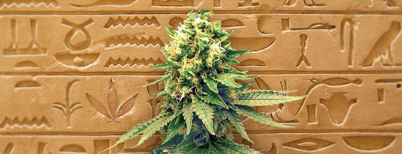 The History Of Autoflowering Cannabis Seeds Cannaconnection