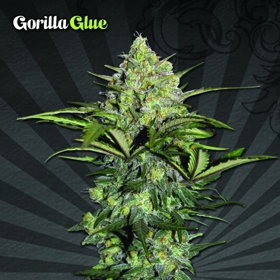 Gorilla Glue Seeds Autoflower - Available Now