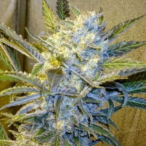 blue weed plant