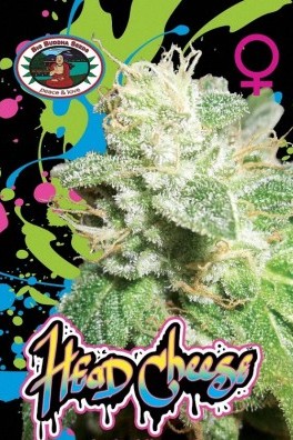 818 Headband - Strain Information - Cannaconnection.com