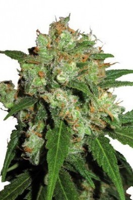 Skunk 1 - Strain Information - Cannaconnection.com