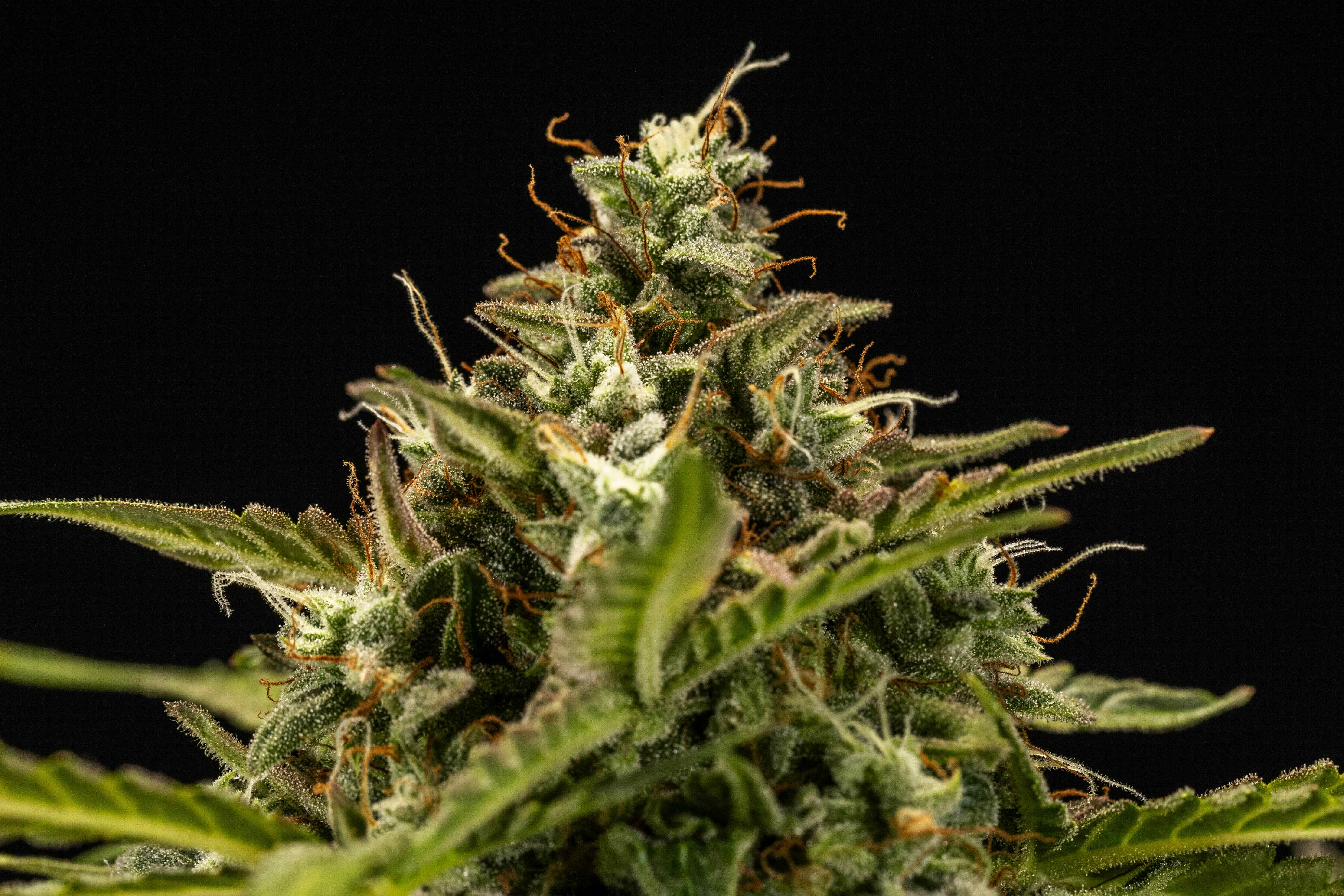 Apollo F1 - Información de la variedad - Cannaconnection.com ...