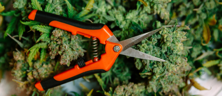 How To Clean Trimming Scissors for Cannabis - CannaConnection