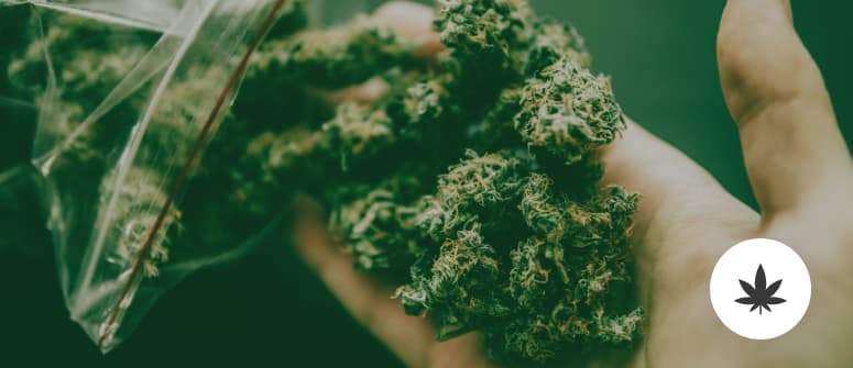 Weed Measurements: Guide to Quantities, Weights, and Prices