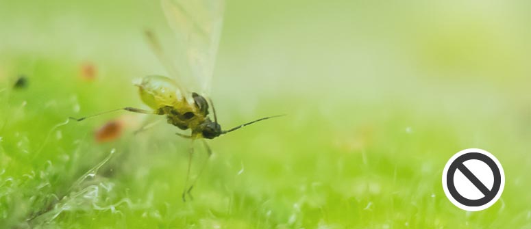 Comment traiter les mouches du terreau sur les plants de cannabis -  CannaConnection