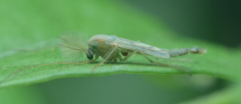 Come combattere il moscerino del substrato o Sciridae - Weed Distribution