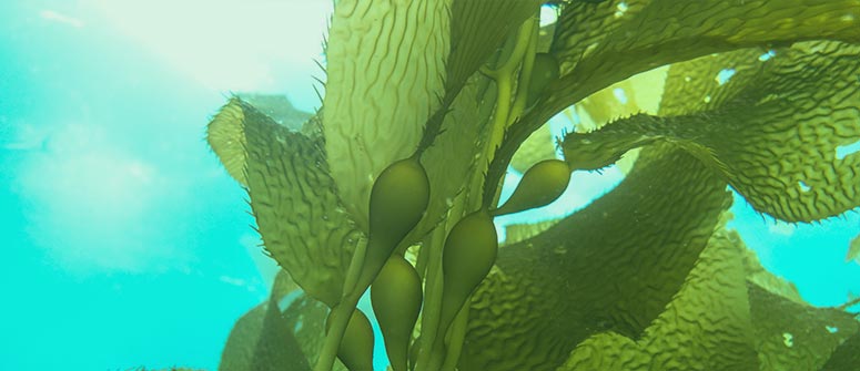 Lo que las algas marinas pueden hacer por tu cultivo 