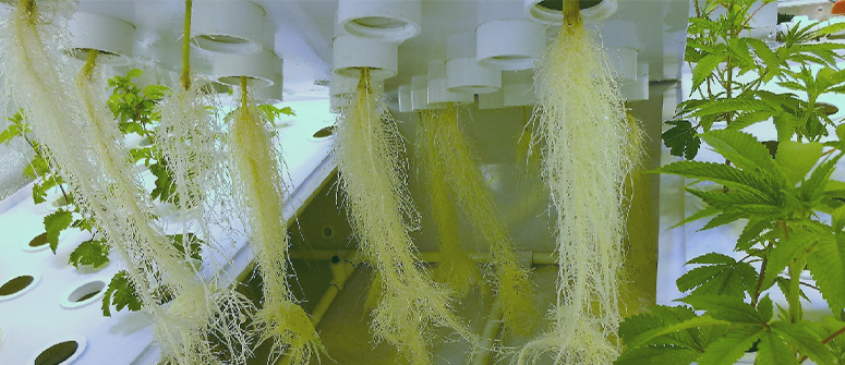 How does aeroponics work for cannabis?