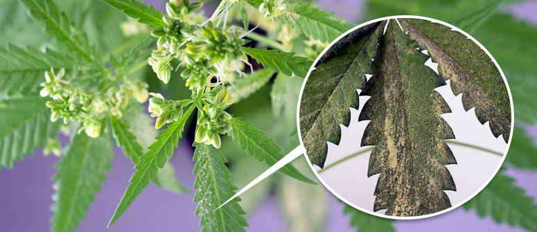 Cómo conseguir tus propias semillas de marihuana - CannaConnection