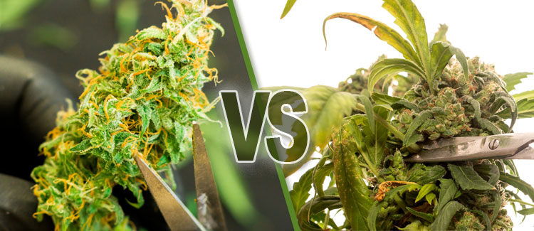 WHAT DOES A HIGH CALYX-TO-LEAF RATIO INDICATE?
