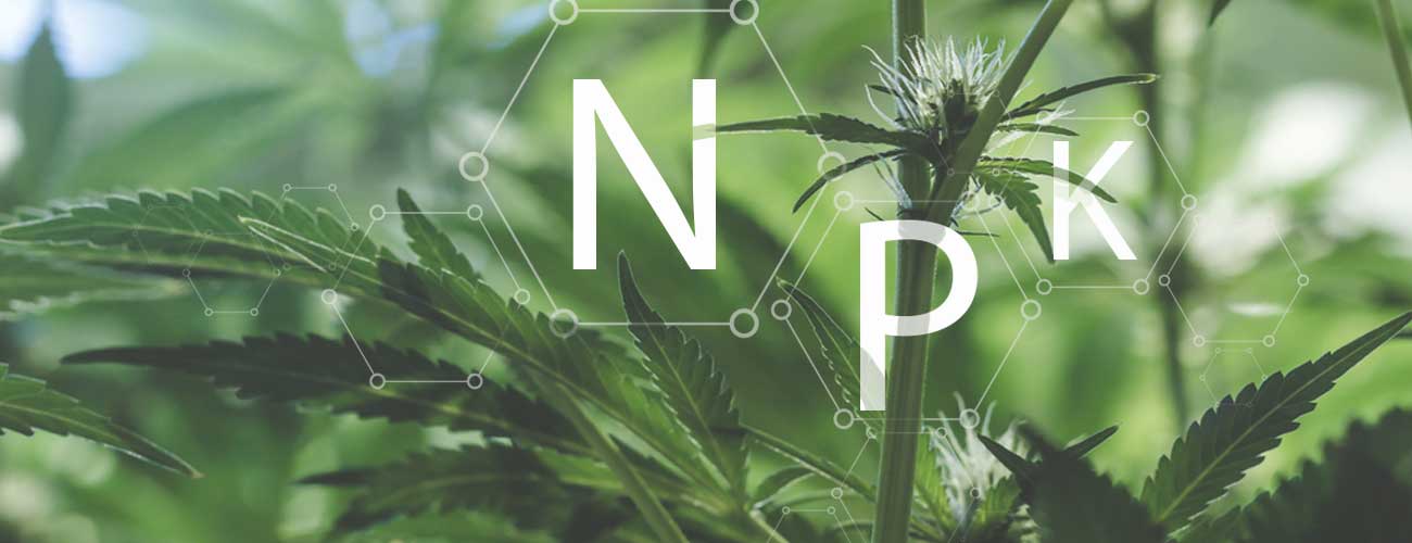 The Full Guide To The Best Cannabis Nutrients - CannaConnection