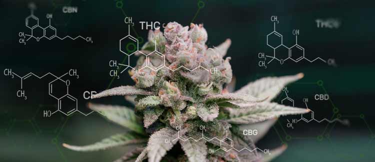 Top 10 Most Important Cannabinoids In Cannabis - CannaConnection