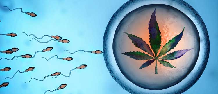 How does cannabis affect male and female fertility? - CannaConnection