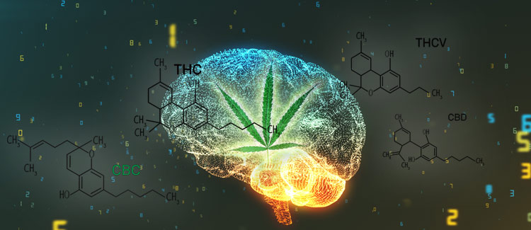 What is clinical endocannabinoid deficiency? - CannaConnection