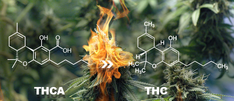 Thca and thc, what is the difference? - CannaConnection