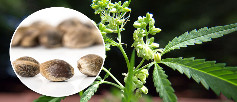 Cómo comprobar la calidad de tus semillas de marihuana - CannaConnection