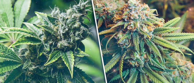 Stages of Growing Weed 101 - The Top Things You Need to Know