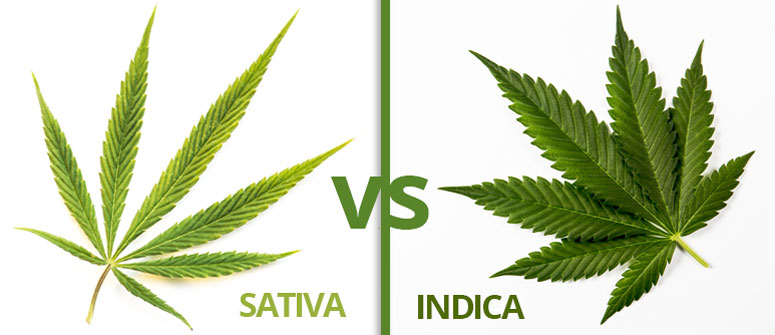 Infographic: Difference Between Cannabis Sativa And Indica ...