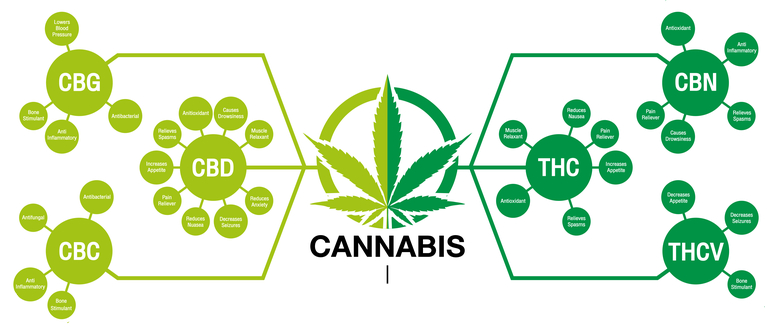 Cómo Se Crean Los Cannabinoides: Las Rutas De Síntesis - CannaConnection