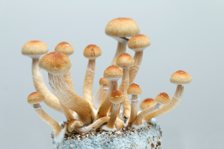 Magic Mushrooms 101: Everything You Need To Know Before You Trip -  Tripsitter