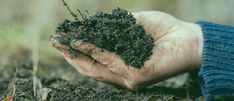 The importance of soil microbes for cannabis plants - CannaConnection