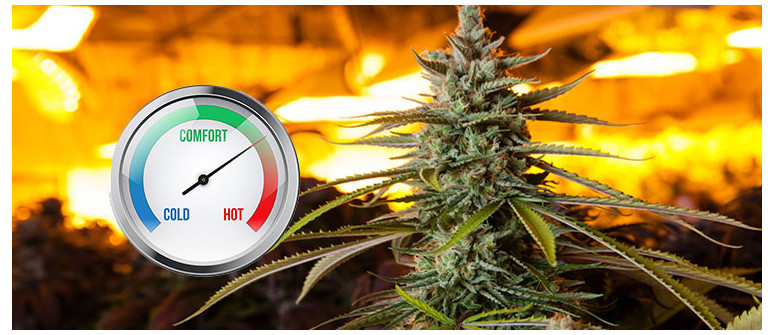 The Ideal Temperature For Growing Cannabis Cannaconnection Com