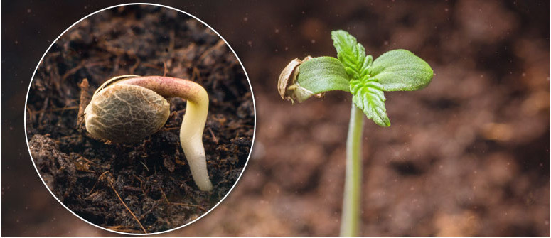 Aprende a germinar semillas de cannabis correctamente - CannaConnection