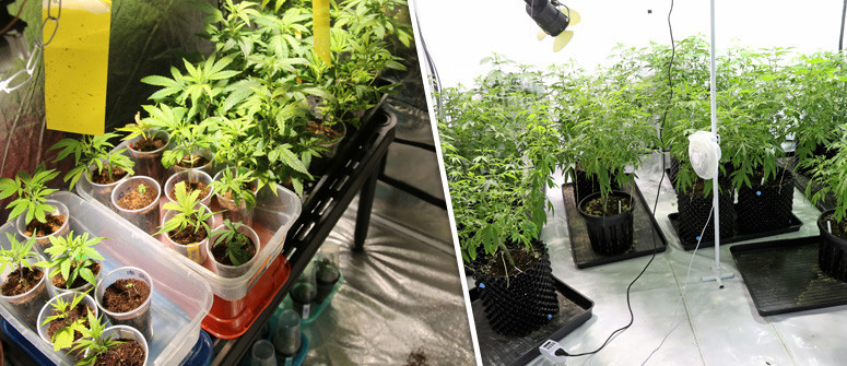 The Best Way To Set Up Your Indoor Cannabis Grow Room