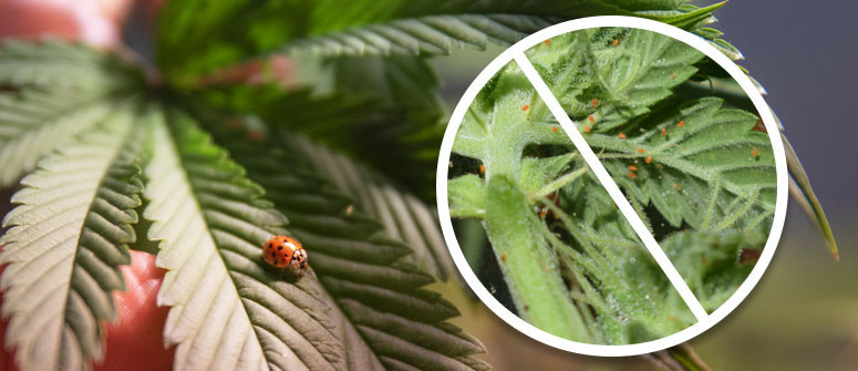 Using Ladybugs To Protect Your Cannabis Garden