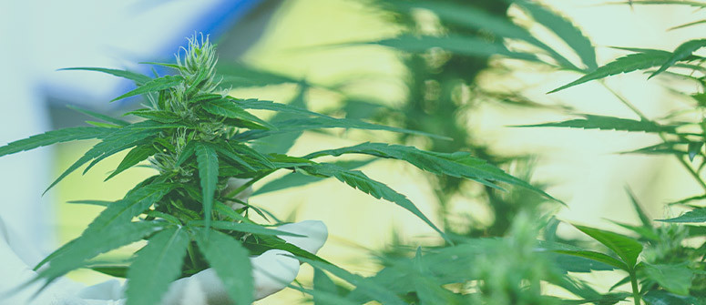 Ventajas y desventajas de las semillas autoflorecientes cannabis