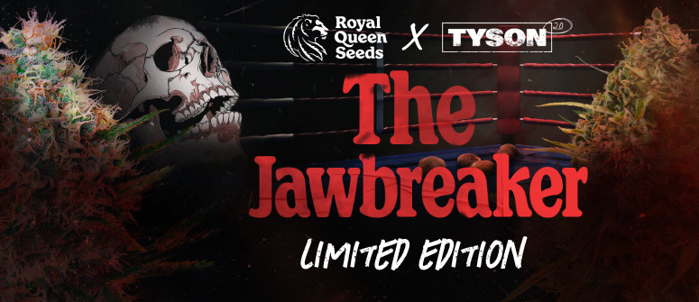 Mike Tyson sort la variété « The Jawbreaker » pour son retour sur le ring